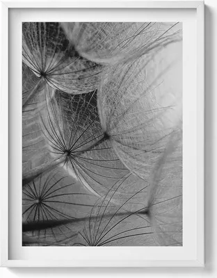 Produktbild von Schwarz-weiße Nahaufnahme einer Schmeißfliege– Wandbild mit Rahmen – Gerahmtes Bild  – Wanddekoration – 60x80 cm –  Weiß Rahmen
