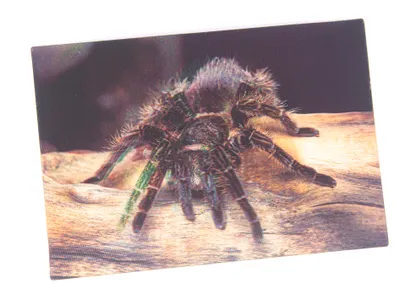 Produktbild von 3 D Ansichtskarte Vogelspinne, Postkarte Wackelkarte Hologrammkarte Tiere Tier Spinnen