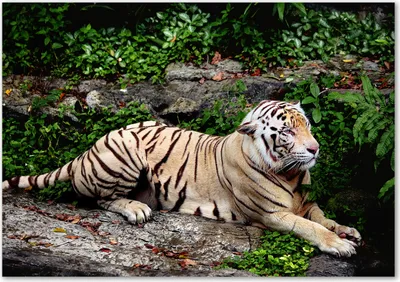 Produktbild von Tulup® Glas-Bild - 100 x 70 - Wandbild aus Glas - Wandkunst - Wandbild hinter gehärtetem Sicherheitsglas - Tiere - Tiger auf Felsen - Beige