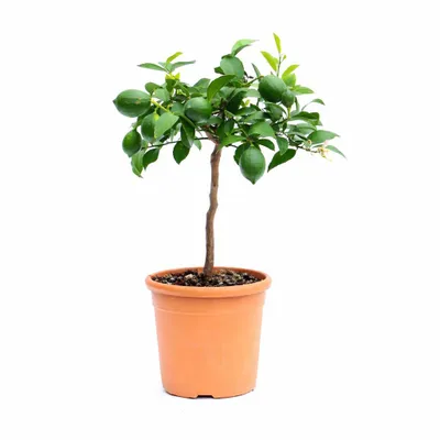 Produktbild von Meyer Zitronenbaum 70–100 cm – Citrus limon Meyer mit Blüten & Früchten, winterharte Zitronenpflanze für Haus & Balkon