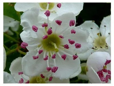 Produktbild von Weißdorn (Crataegus monogyna) 25 Samen