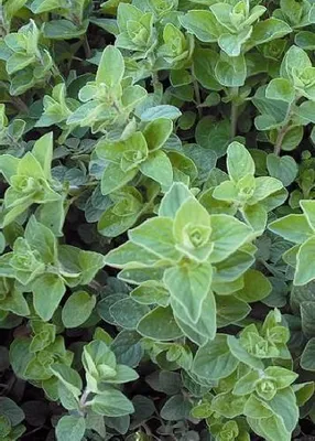 Produktbild von Pflanzensamen, Kräuter - Griechischer Oregano