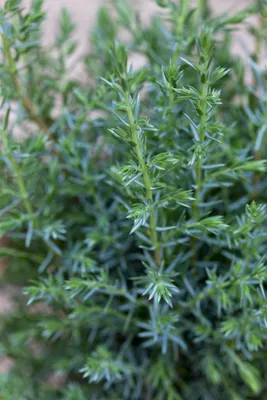 Produktbild von Juniperus communis 'Sentinel', Wacholder, 30–40 cm
