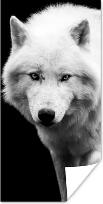 Produktbild von MuchoWow® Poster Wolf - Tier - Schwarz - Weiß 20x40 cm - Plakat - Foto