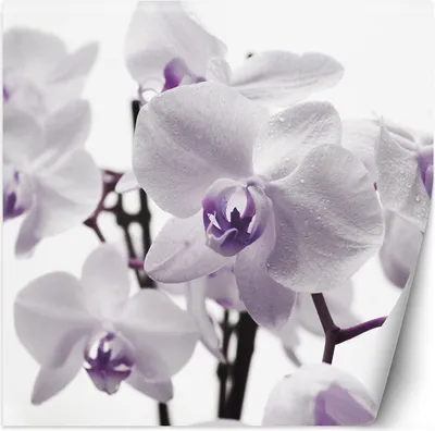 Produktbild von Vlies fototapete Lila Orchidee mit Tau auf ihren Blütenblättern 150x150 cm Feeby Lila inkl. Kleber einfache Montage
