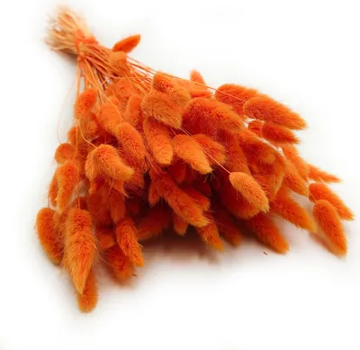 Produktbild von Getrocknete Hasenschwanzgras - (Lagurus) - Mandarine