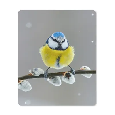 Produktbild von MuchoWow® Mauspad Mousepad Blaumeise - Vogel - Zweig - Gelb - Blau 19x23 cm - Mousepads - Maus Mat - Pad - Mausunterlage - Mauspads - Spielen