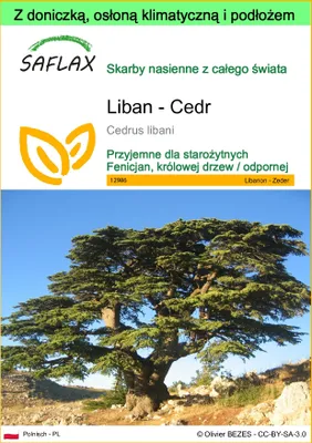 Zdjęcie produktu dla SAFLAX - Garden to go - Liban - Cedr - 20 Nasiona - Z doniczką, pokrywą klimatyczną i podłożem do uprawy - Cedrus libani