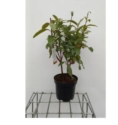 Produktbild von Azalea mollis - Japanische Azalee gelb 40- 50 cm - Container