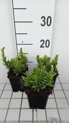 Obrázek produktu pro 6 x Lithodora dif. 'Alba' - Scheinsteinsame - Topf 9 x 9 cm