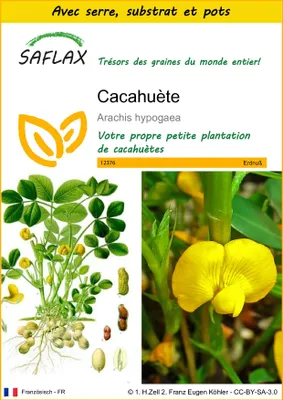 Image de SAFLAX Ensemble de culture - Cacahuète - 8 graines - Arachis
