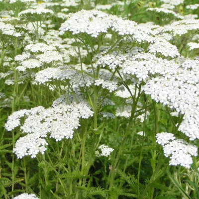 Immagine prodotto di 6 x Achillea  - Achillea 'Alabaster'  | Vaso 9 cm x 9 cm