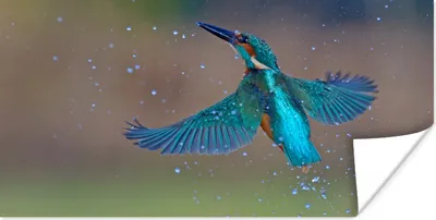 Produktbild von MuchoWow® Poster Eisvogel - Fliegen - Blau 40x20 cm - Poster für die Wand - Poster Schlafzimmer