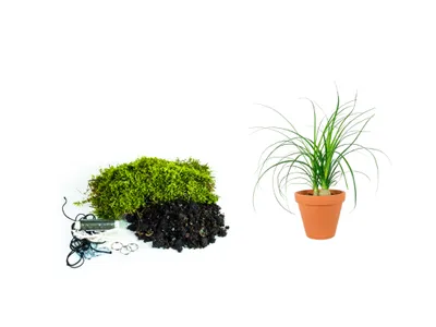 Obrázok produktu pre Gardners Kokedama "Vyrob si sám" Nolina (S)
