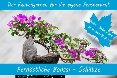 Produktbild von Anzuchtset-Fernöstliche Bonsai-Schätze | Anzuchtsets von Saflax