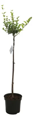 Produktbild von Syringa meyeri 'Palibin', Zwergflieder, duftend, 80 cm