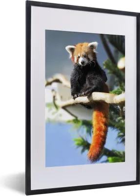 Produktbild von MuchoWow® Gerahmtes Poster Roter Panda - Sonne - Zweig 40x60 cm - Poster mit Schwarzem Bilderrahmen Wandposter Rahmen Foto Bilder - Poster in Rahmen