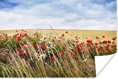 Produktbild von MuchoWow® Poster Wolken - Blumen - Rot 180x120 cm - Fotoplakat