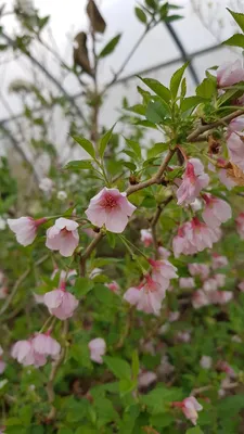 Image de Prunus incisa 'Kojo No Mai'  / Cerisier à fleurs du Japon nain