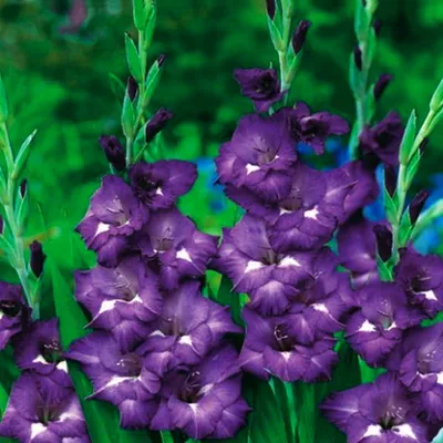 Image de Gladiolus Mieczyk Wielkokwiatowy Blue Isle 5 pièces Gladiolus bulbes de gladiolus