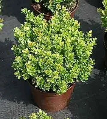 Produktbild von Grüne Kugelberberitze Kobold - Berberis thunbergii Kobold 15-20cm