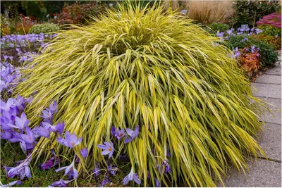 A clump of ornamental grass with yellow and green variegated leaves is shown in a garden setting, surrounded by purple flowers and a paved walkway.