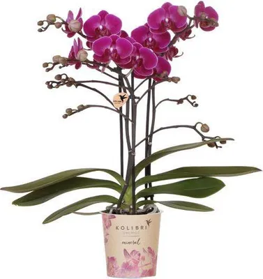 Obrázek produktu pro Orchidej Phalaenopsis Lilac Morelia, pokojová rostlina, Ø 9 cm, lila dekorace