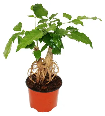Image de Zimérèse (Radermachera sinica) avec système racinaire visible, en pot de 12 cm