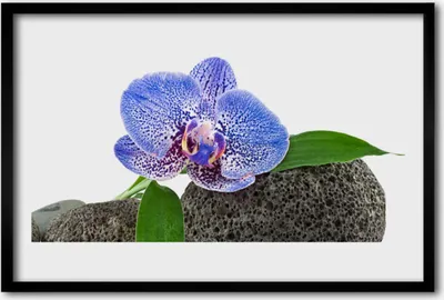 Produktbild von Bild 60x40 MDF-Rahmen Wandkunst Natur Blume Pflanze