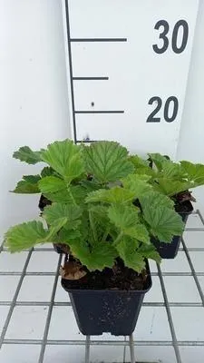 Immagine prodotto di 6 x Geum hybr. 'Scarlet Tempest' - Nelkenwurz - Topf 9 x 9 cm