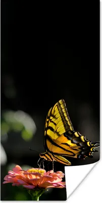 Produktbild von MuchoWow® Poster Schmetterling - Botanisch - Blume 60x120 cm - Wandschmuck