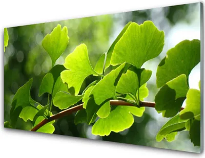 Produktbild von Acrylglasbilder 100x50 Wandbild Druck Zweig Blätter Pflanzen