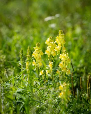 Produktbild von Gewöhnliches Leinkraut - Linaria vulgaris - Zierliche Wildstaude mit Löwenmäulchen-Charme, im Topf 12 cm - 12 cm