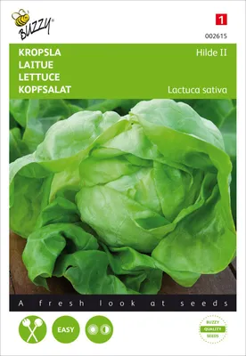 Produktbild von Kopfsalat Hilde II | Kopfsalatsamen von Buzzy Seeds