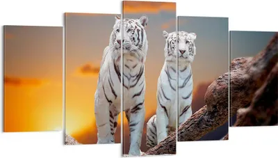 Produktbild von Bild auf Leinwand - Leinwandbild - Tiger weiß Rock Sonnenuntergang - 160x85cm - Wand Bild - Wanddeko - Leinwanddruck - Bilder - Kunstdruck - Leinwand bilder - Wandkunst - EA160x85-2901
