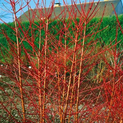 Produktbild von Cornus sanguinea 'Annys Winter Orange', Hartriegel, orange Zweige, 40–60 cm