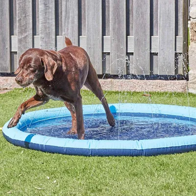 Produktbild von Hundepool mit Sprinkler Ø 130 cm Kinder Hunde Planschbecken Aufblasbar Hundebad Kinderpool