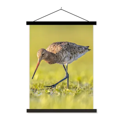 Produktbild von MuchoWow® Textilposter Vögel - Gras - Landschaft - Uferschnepfe 60x80 cm mit schwarzem Rahmen - Plakathalter