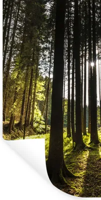 Produktbild von MuchoWow® Wandtattoo Wandsticker Wandaufkleber Baum - Natur - Sonne - Wald 60x120 cm Selbstklebend und Repositionierbar - Selbstklebend - Fototapeten