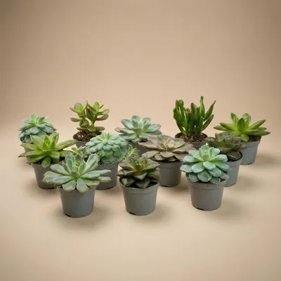Produktbild von 12er-Set - Sukkulenten-Mix-Set - Sortierte Sukkulenten in 6-cm-Töpfen (8-12 cm hoch)