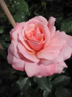 Produktbild von Beetrose Botticelli ® - Rosa Botticelli ® - Meilland Rose - Romantica Rose