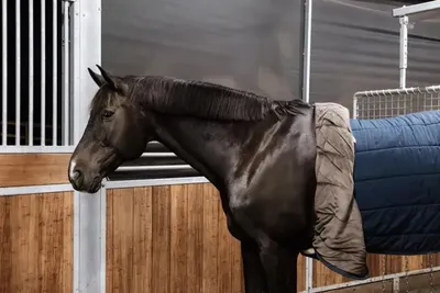 Obrázok produktu pre Kentucky Horsewear Nylonový podbradník pre kone, veľkosť:Full, farba:čierna