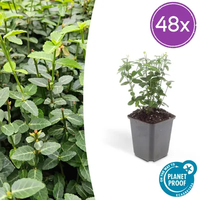 Image de Euonymus fortunei radicans | 48 plantes - 10-25cm - Ø9cm - Plante de jardin