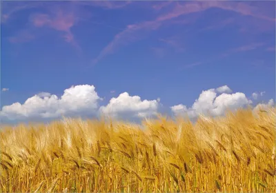 Produktbild von Wallario selbstklebendes Poster - Kornfeld unter blauem Himmel, Größe: 70 x 100 cm