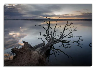 Produktbild von Wallario Premium Glasbild, freischwebende Optik, kräftige Farben, Größe 100 x 70 cm Motiv Baum im Abendlicht