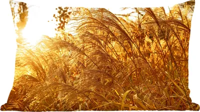 Produktbild von MuchoWow® Zierkissen Sofakissen Wohnzimmer Dekokissen 60x40 cm Pampasgras - Sonne - Gras - Kopfkissen - Polster mit Foto