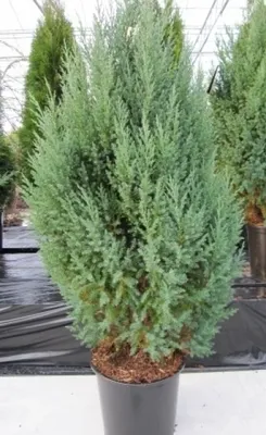 Produktbild von Juniperus chinensis Stricta - Chinesischer Wacholder - Mooswacholder - Kegelwacholder - 80-100