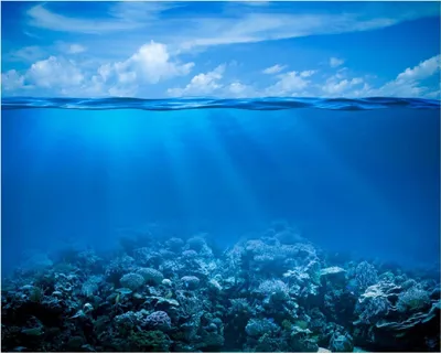 Produktbild von Wallario Poster - Unterwasserwelt Meer, Kunstdruck Größe: 40 x 50 cm