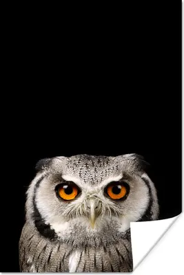 Produktbild von MuchoWow® Poster Porträt Eule 20x30 cm - Papierdruck