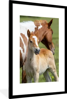 Produktbild von MuchoWow® MuchoWow® Gerahmtes Poster Pferde - Fohlen - Gras 60x90 cm - Poster mit zchwarzem Bilderrahmen - Dekoration - Wandposter Wohnzimmer - Hochwertig